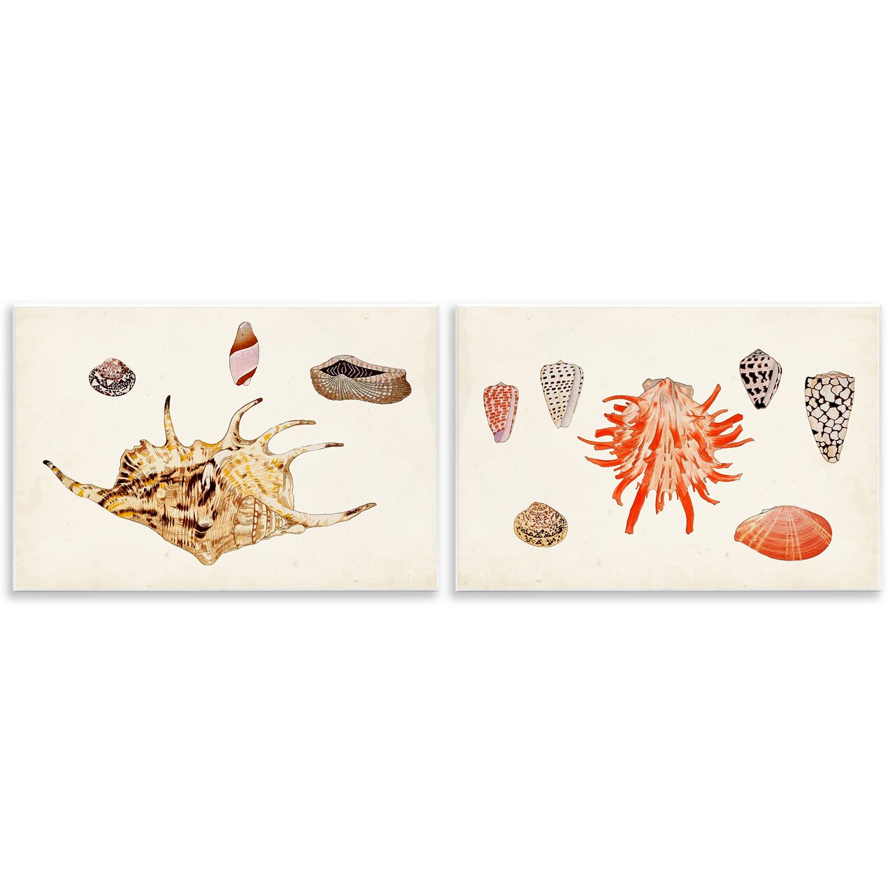 Stupell Industries Antique Shell Anthology 2 pc Wall Plaque Art Set Design by Vision Studio